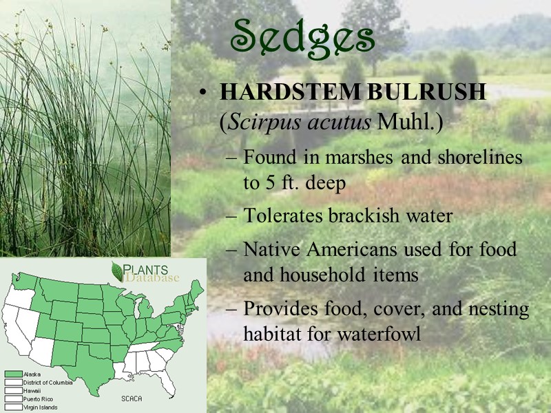 Sedges HARDSTEM BULRUSH (Scirpus acutus Muhl.) Found in marshes and shorelines to 5 ft.